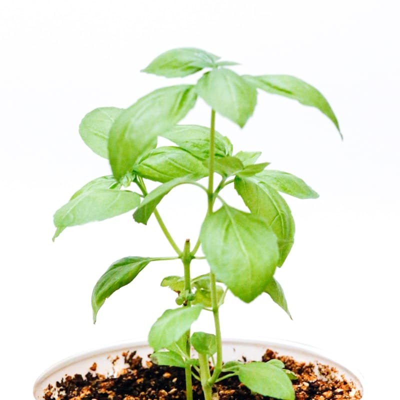 Basil Seeds