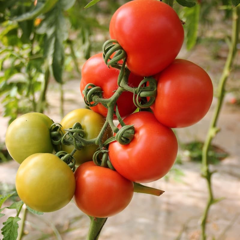 Tomato Seeds