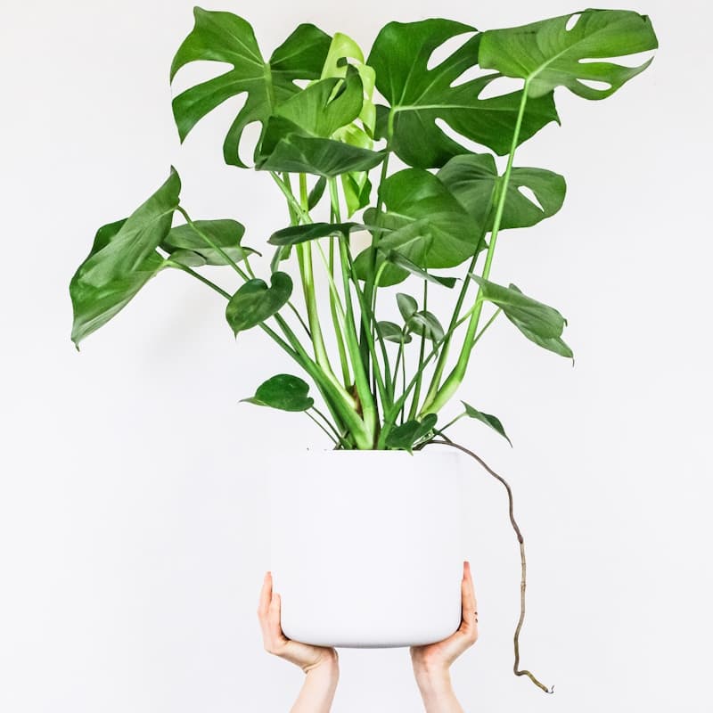 Beautiful potted plant