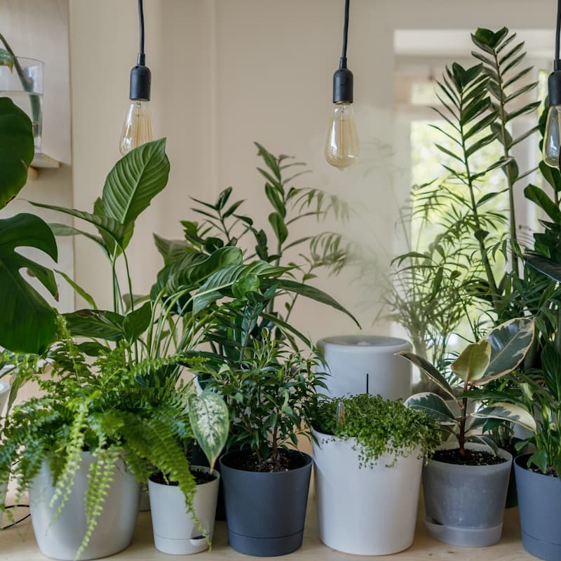 Best Air Purifying Plants for Your Home